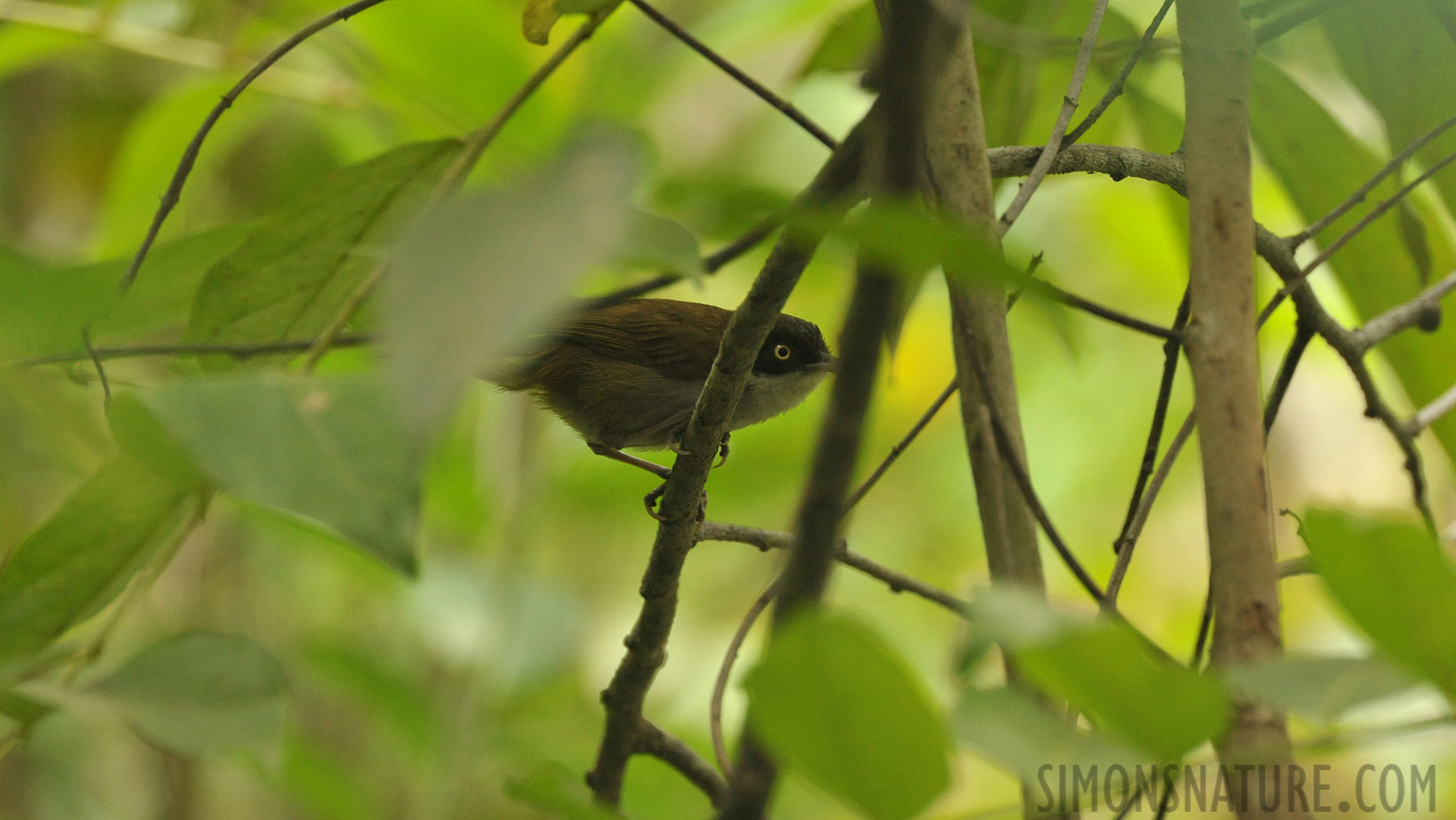 Rhopocichla atriceps nigrifrons [550 mm, 1/500 sec at f / 8.0, ISO 2500]